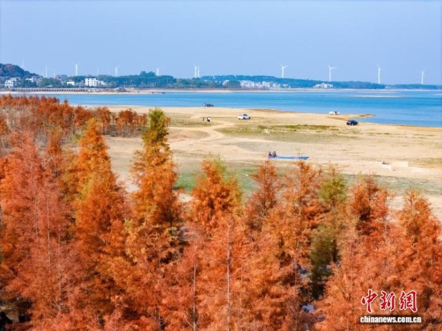 广西贺州：湿地公园水杉换上冬日“红妆”