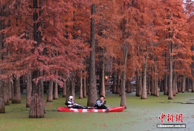 江南冬日浙江杭州水上森林红似火