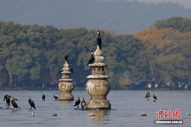 浙江杭州:大批候鸟飞抵西湖越冬