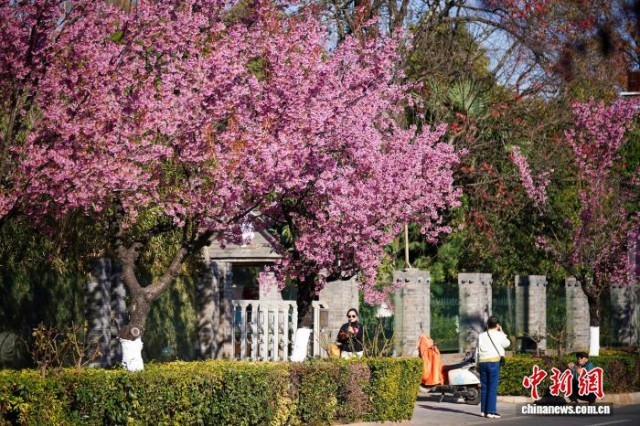 云南昆明冬樱花盛开勾勒冬日画卷