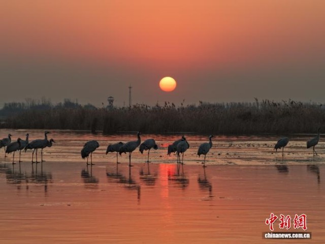 “京津冀最美湿地”衡水湖：冰封鹤舞迎新年