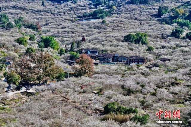 福建永泰万亩梅花绽放迎客