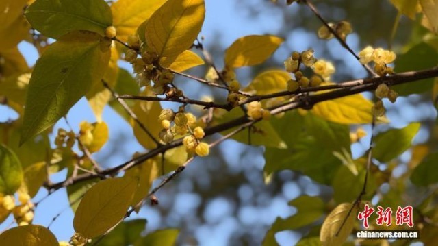 蓉城蜡梅傲寒盛放引游人打卡“金色浪漫”