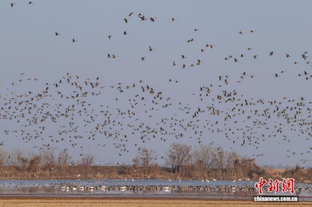 江西余干：鄱阳湖畔越冬候鸟翔集群鸟共舞绘就生态画卷