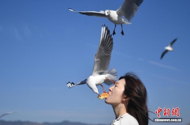 昆明冬日暖阳和煦众多游客海埂观鸥