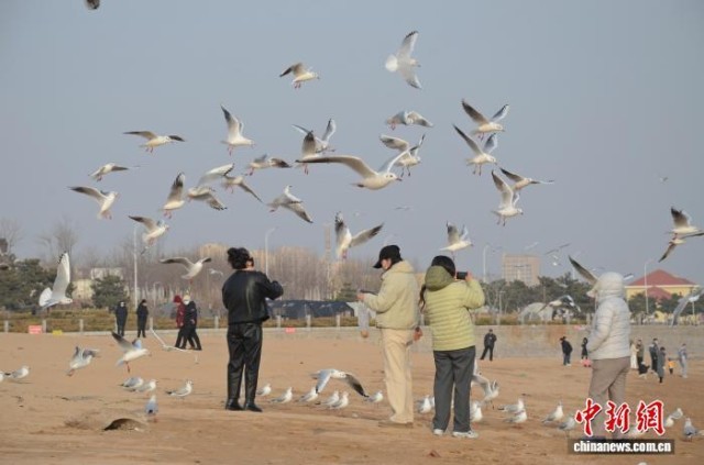 山东青岛：灵山湾畔海鸥翔集人鸥互动共舞海天