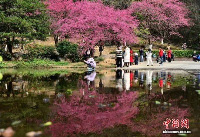 福州：樱花盛开景如画