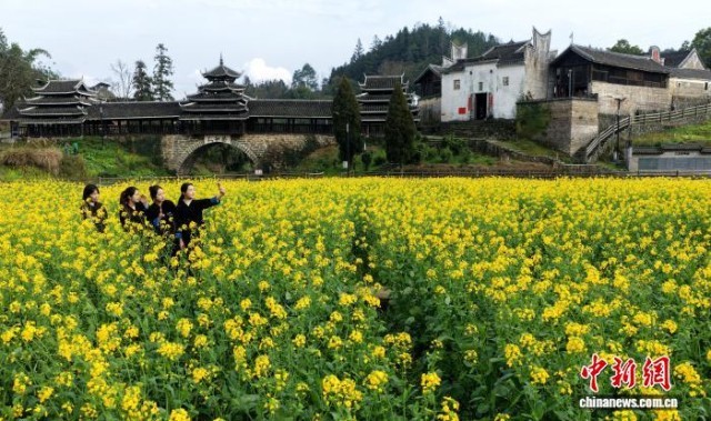 广西三江:金色花海醉侗乡
