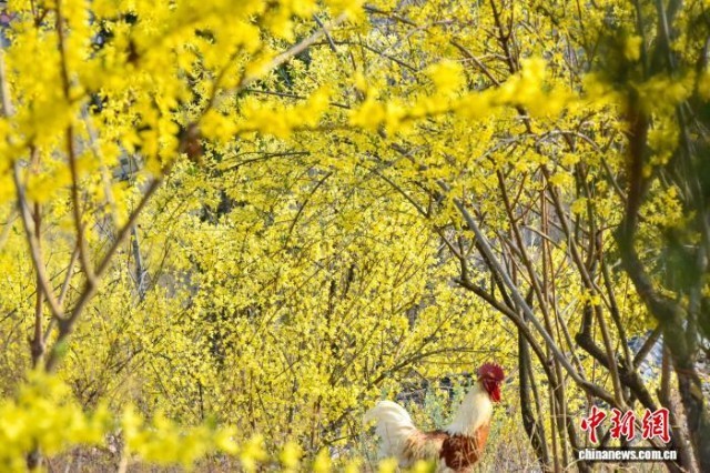 从荒山到“金山”:河北涉县47万亩连翘迎来盛花期