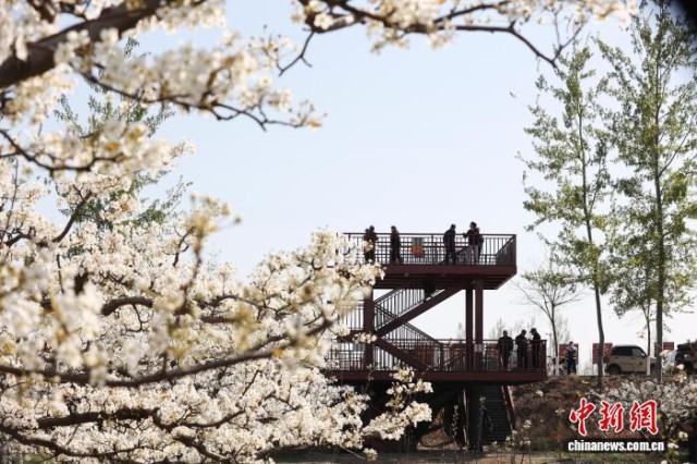 河北沧州大运河绿色“廊道”春景如画