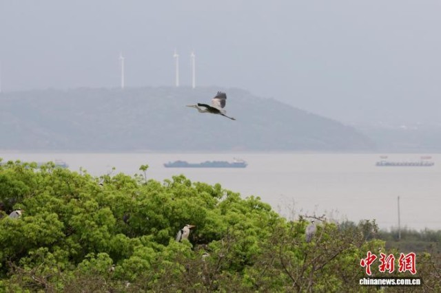 江西都昌:鄱阳湖畔苍鹭进入筑巢繁育期
