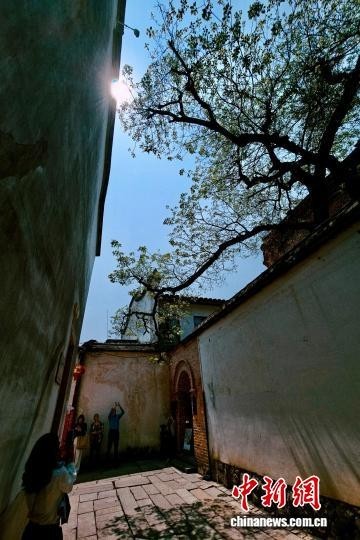 福州坊巷百年流苏花盛开迎客