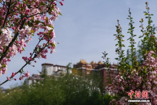 海棠丁香等春花拥簇布达拉宫迎“最美时刻”