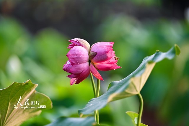北京：莲花池公园并蒂莲花开