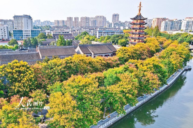 栾树花开 秋意渐浓