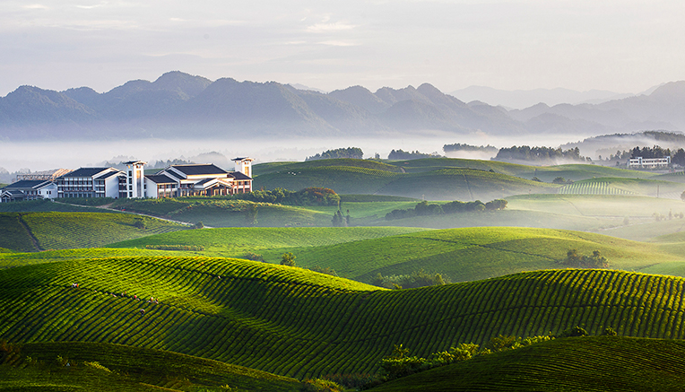 走进绿色海洋 中国茶海景区