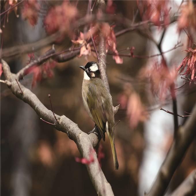 江蘇省觀測到450餘種鳥類佔全國鳥類種數近13