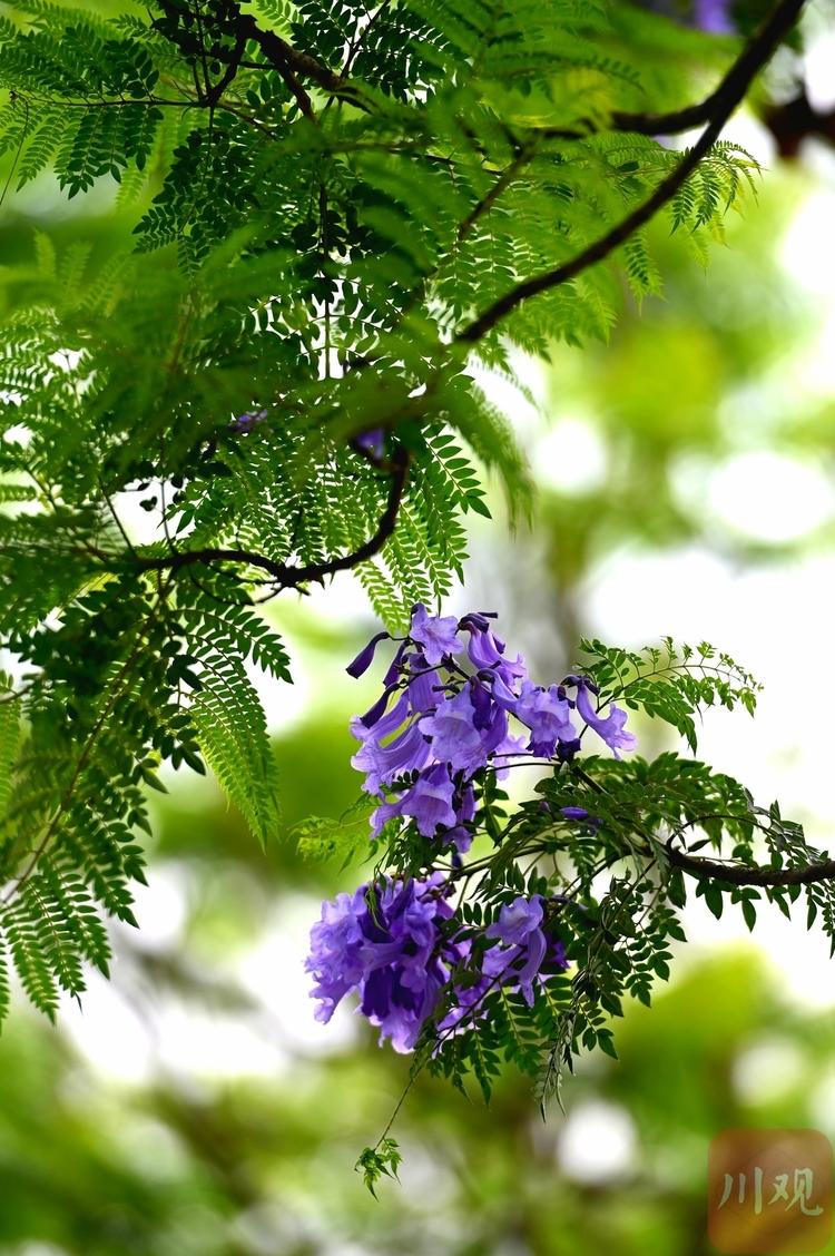 （转载）邂逅五月浪漫 成都迎来蓝花楹最美花期