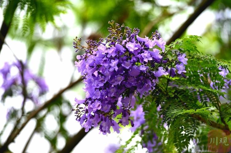 （转载）邂逅五月浪漫 成都迎来蓝花楹最美花期