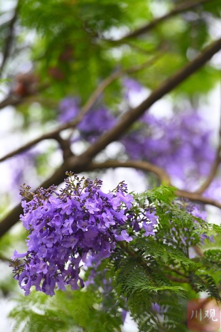 （转载）邂逅五月浪漫 成都迎来蓝花楹最美花期