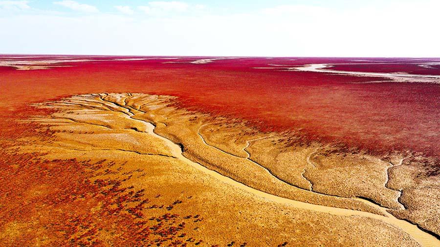 山东东营:黄河口湿地红地毯再现浪漫秋日风情