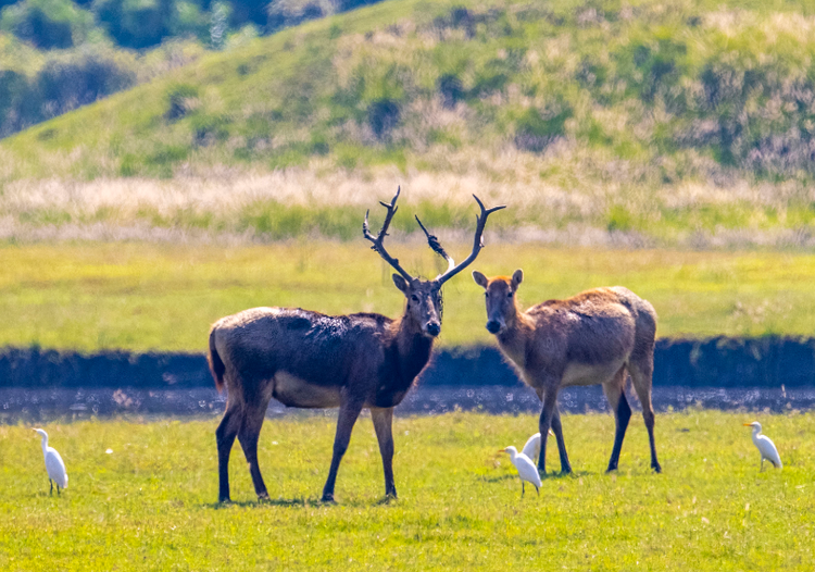 溱湖国家湿地公园:麋鹿精灵展自然和谐共生之美