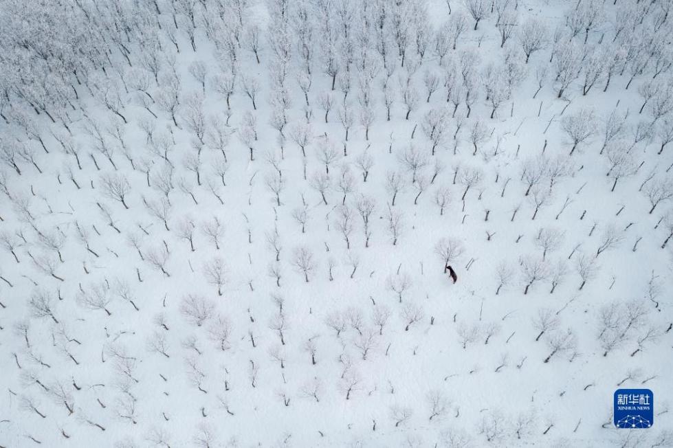 壮美的雅鲁藏布大峡谷雪景