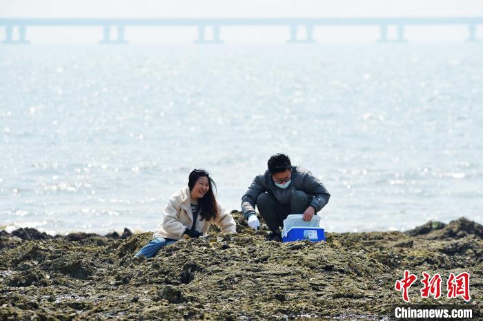 山东青岛：“赶海”拾贝享假期