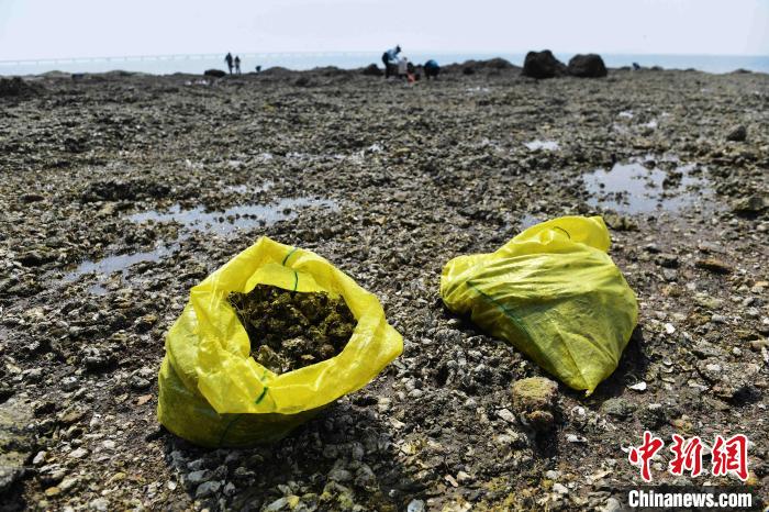 游客“赶海”收获的牡蛎。　王海滨 摄