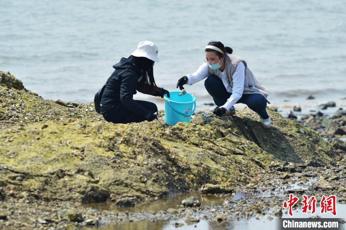 游客在“赶海”拾贝。　王海滨 摄