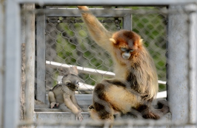 201只新生小動物亮相北京動物園