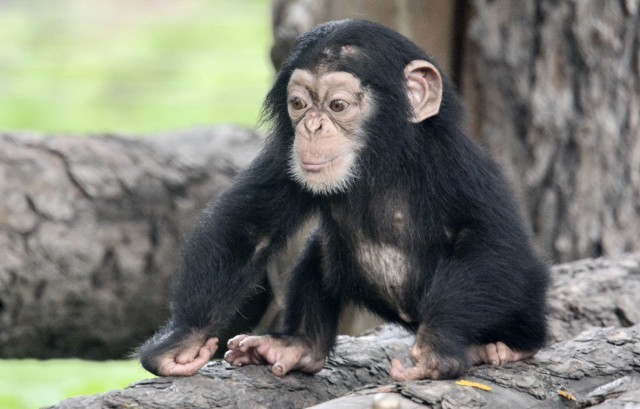 北京动物园大猩猩馆图片