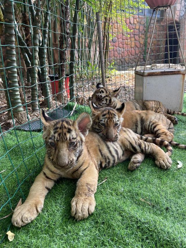零距离接触小老虎 东莞寮步的香市动物园里的动物幼儿园正式开园