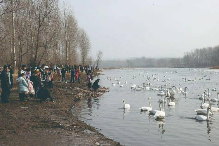 辽宁省北票市红村“天鹅湾”景区，千姿百态天鹅舞引来众多游客前来观赏