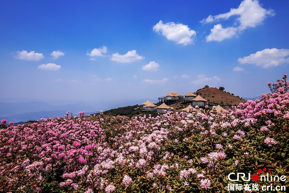 贵州盘州:乌蒙大草原万亩高原矮杜鹃盛开_fororder_乌蒙大草原春色 (6