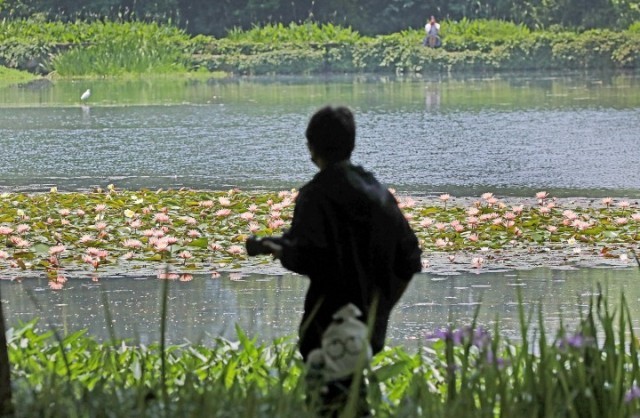 杭州：西湖景区莲花绽放 恍若走进“莫奈花园”_fororder_1683634522070_645a395ad3e83800018ebb2c