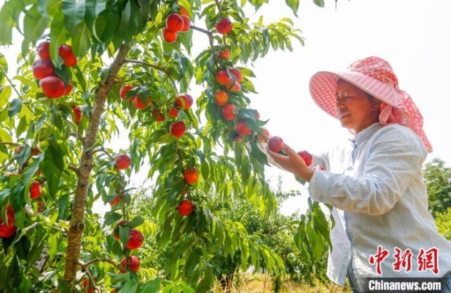 果农在黄山市徽州区澄塘村蔬果种植基地内采摘油桃。　施亚磊 摄