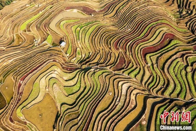 贵州从江梯田春色美如画