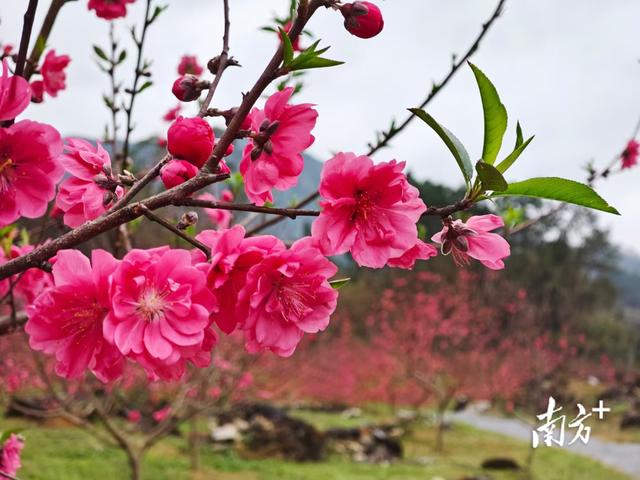 浸潭也藏着一个“世外桃源”，每年2月至4月各村的桃花如约绽放