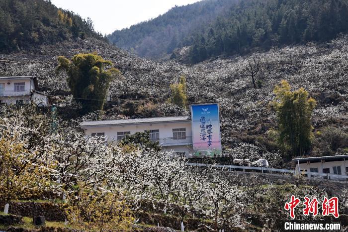 重庆巫溪：李花盛开春色美美丽乡村入画来