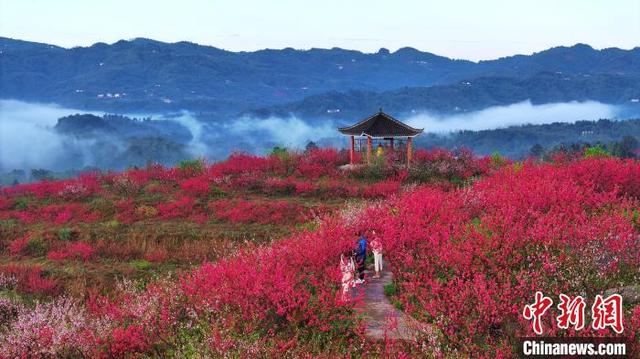 四川纳溪:桃园春色美_旅游频道_中国青年网