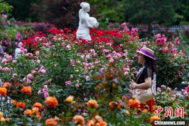 初夏时节南京紫金山花团锦簇香满园