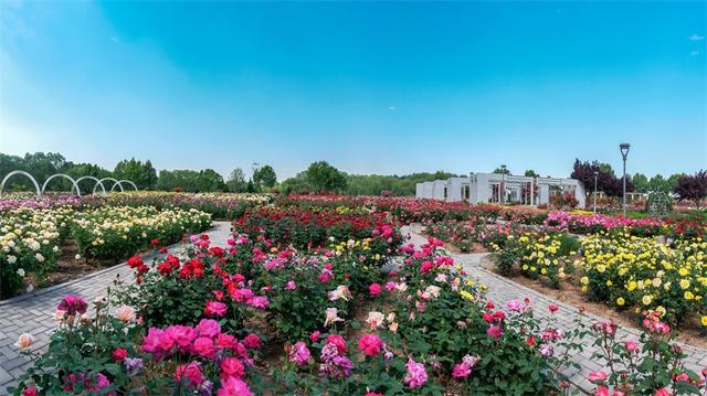 初夏石家庄市植物园20万株月季开成花海