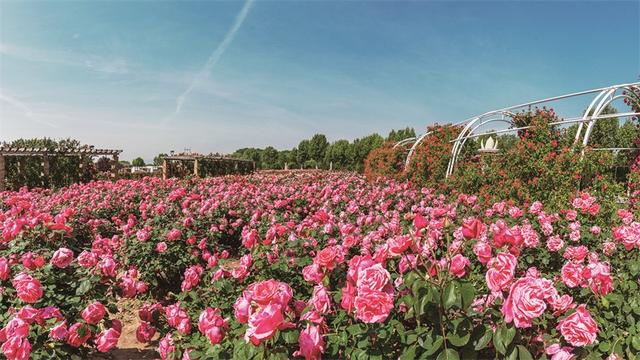 初夏石家庄市植物园20万株月季开成花海