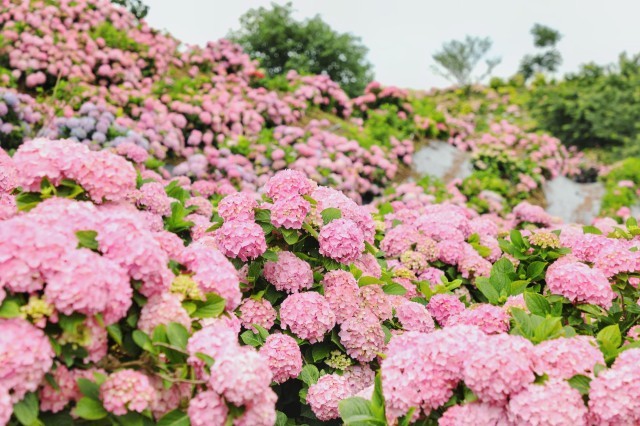 三月三绣球花海图片