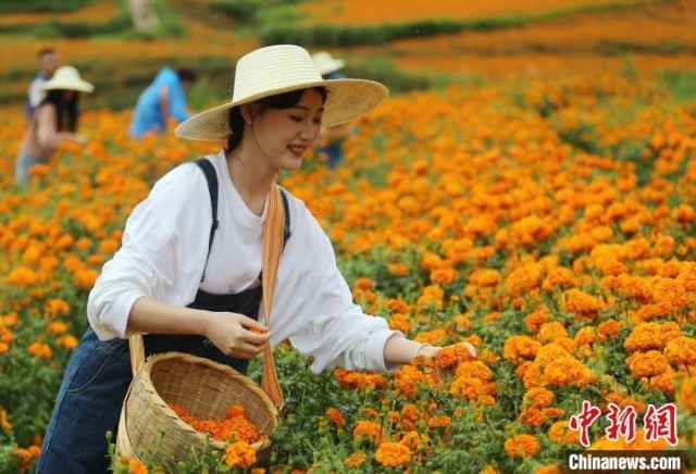 云南丘北：万寿菊采摘季吸引游客打卡