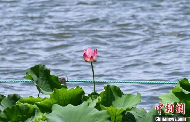 杭州西湖荷花初放夏日荷景逐步上线