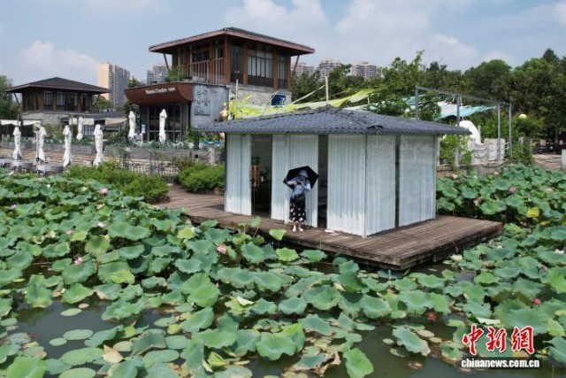 长沙盛夏荷韵浓引市民赏景打卡